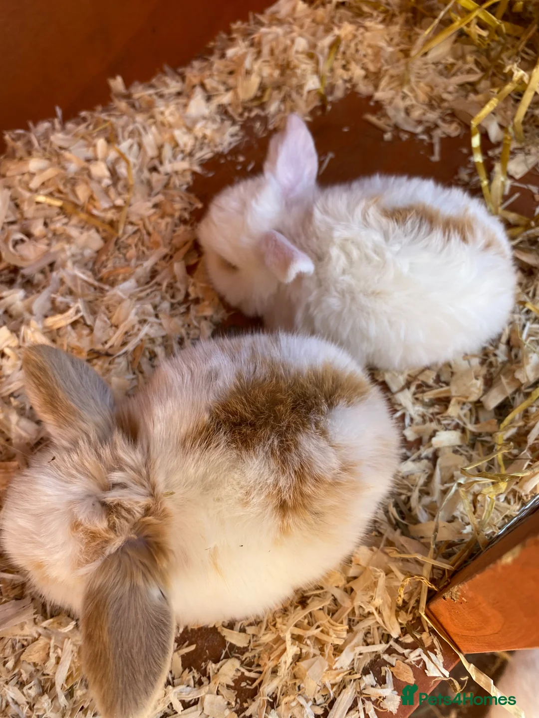 Mini Lop rabbits for sale: STUNNING PURE BREED MINI LOPS  - Advert 21