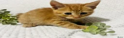 Domestic Shorthair cats for sale: Beautiful, well socialised playful kittens 🐾 - Advert 21