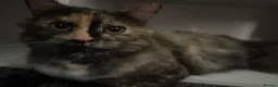 Mixed Breed cats for sale: Adults 1+ - Advert 3