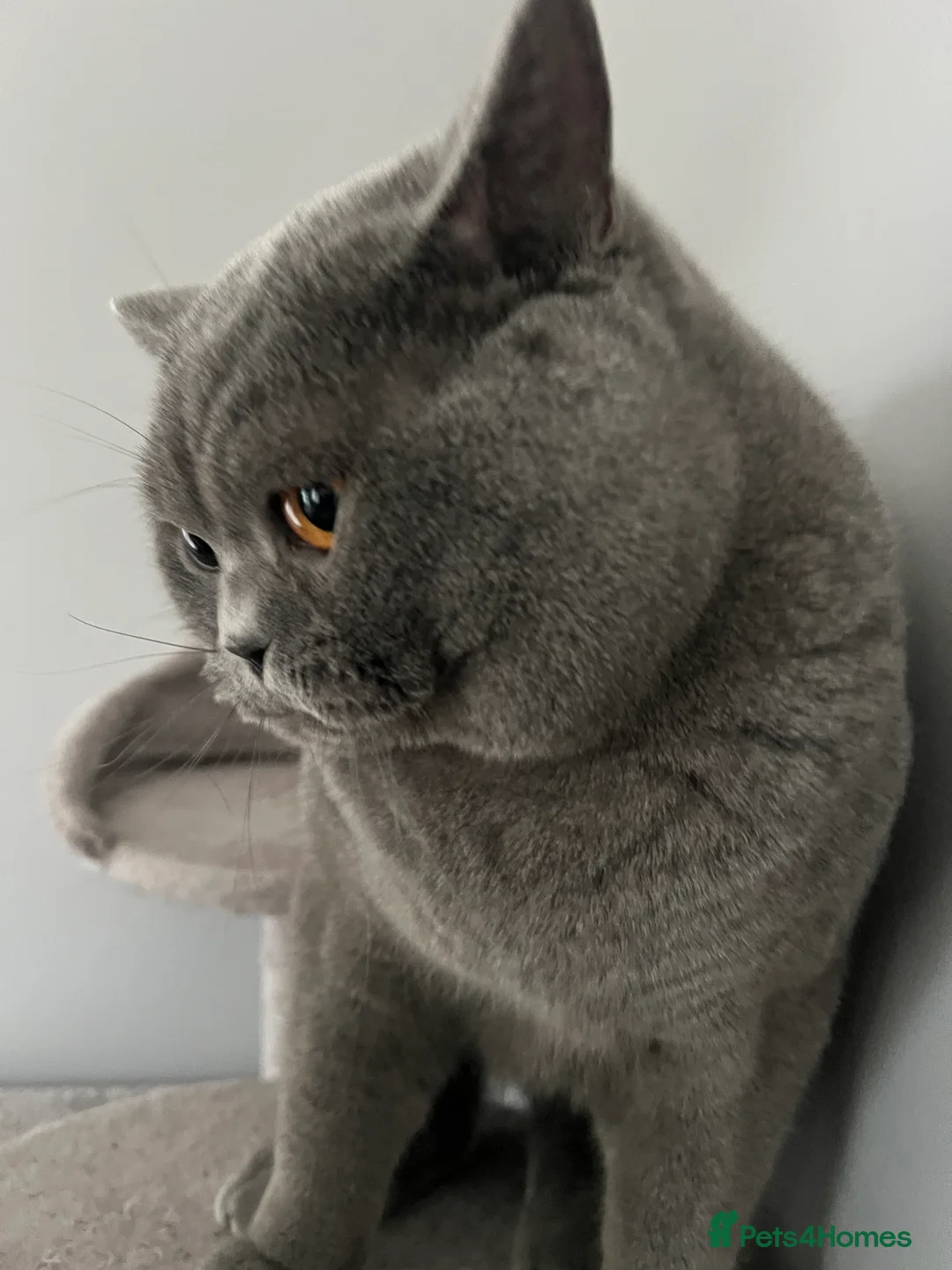 British Shorthair cats for stud: British Shorthair for Stud - Advert 4