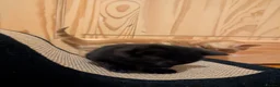 Domestic Shorthair cats for sale: Lovely kittens short and longhair  - Advert 7