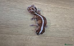 Gecko reptiles for sale: Various leopard geckos and a african fat tail geck - Advert 5