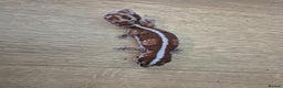 Gecko reptiles for sale: Various leopard geckos and a african fat tail geck - Advert 5