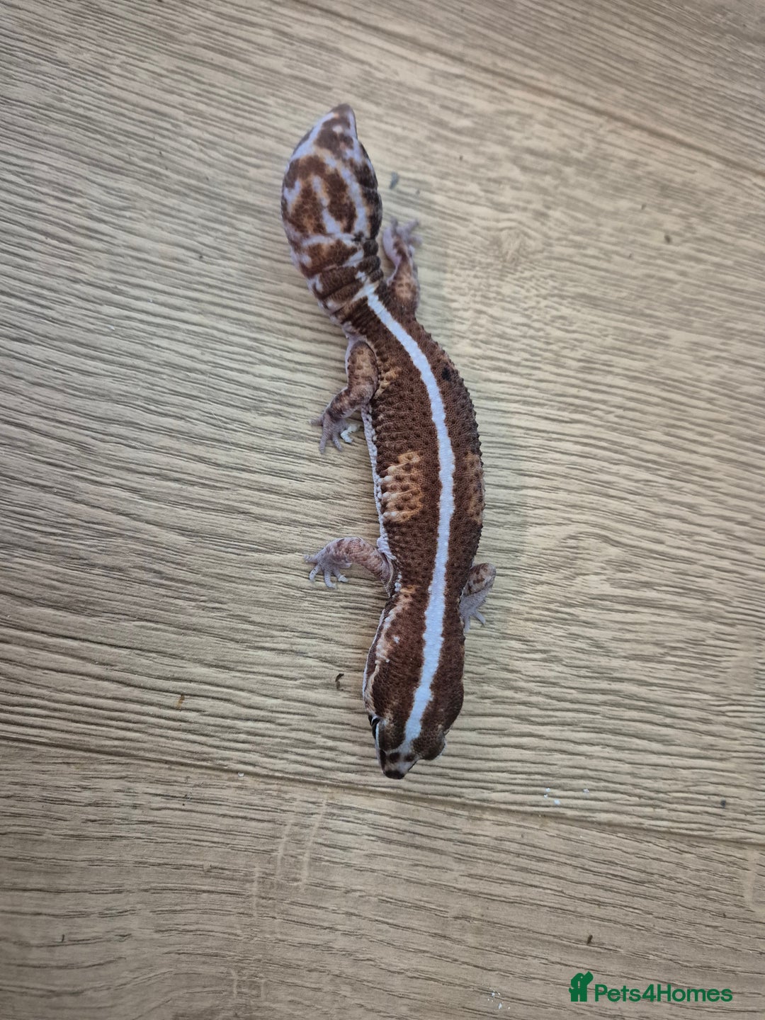 Gecko reptiles for sale: Various leopard geckos and a african fat tail geck - Advert 5