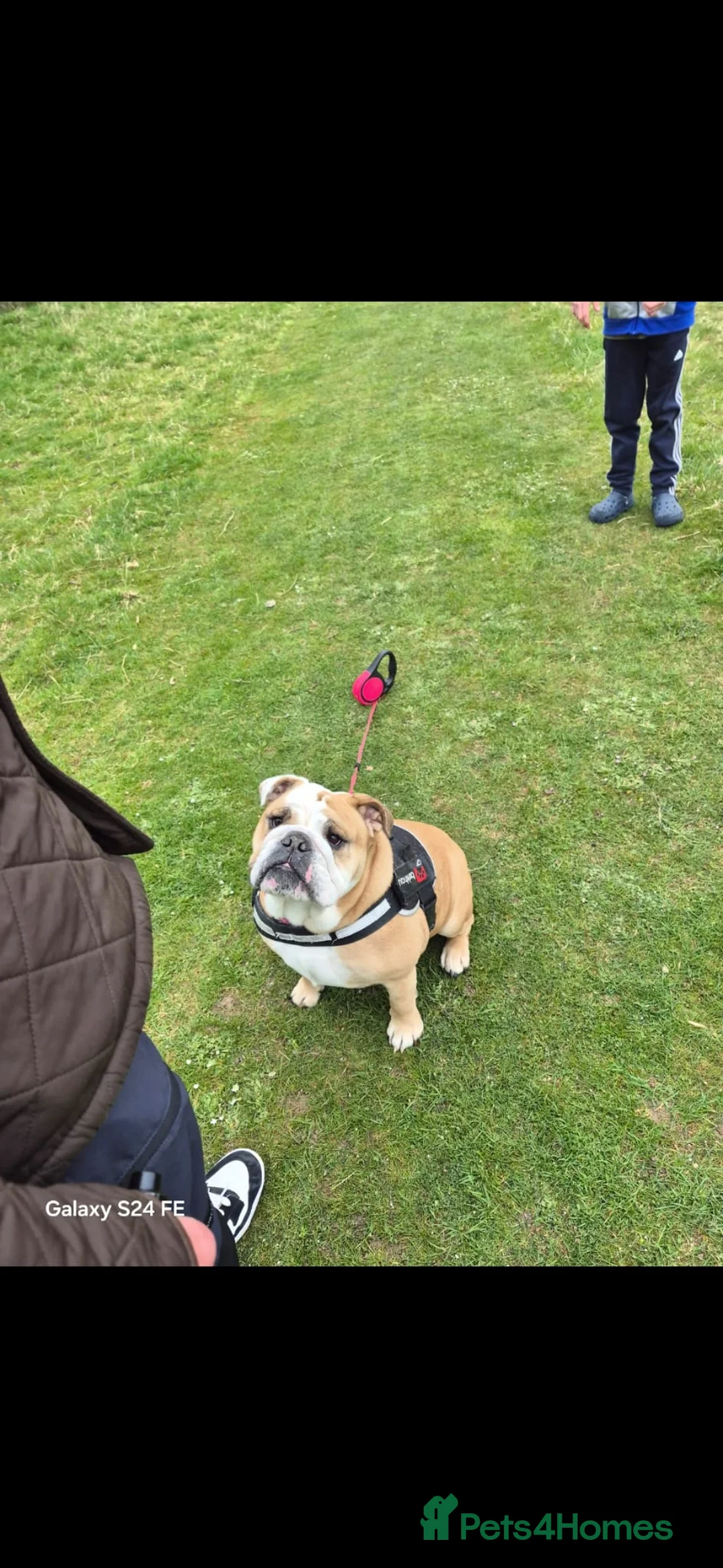 English Bulldog dogs for sale: Meet River our gorgeous 5 year old British Bulldog - Advert 2