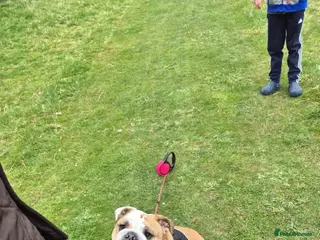 English Bulldog dogs Meet River our gorgeous 5 year old British Bulldog - Advert 1