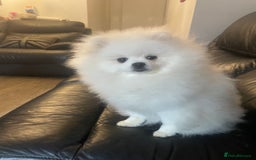 Pomeranian dogs for sale: Gorgeous pure white kc-reg Girl  - Image 6
