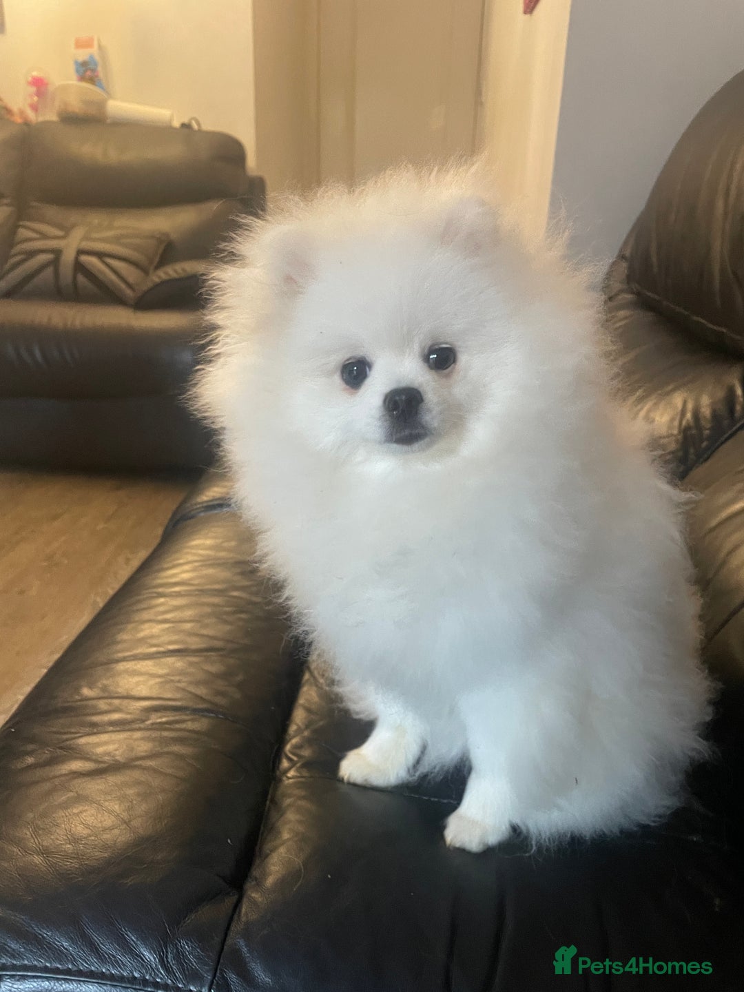 Pomeranian dogs for sale: Gorgeous pure white kc-reg Girl  - Image 6