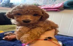 Toy Poodle dogs for sale: Tiny Red Toy Poodles Available now - Image 5