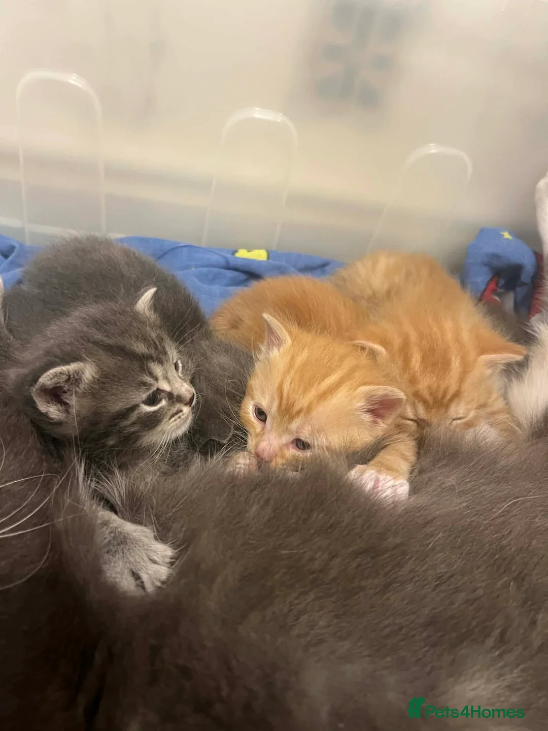 European cats for sale: Cute kittens in Aldershot - Advert 2