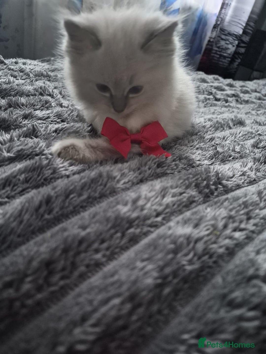 Ragdoll cats for sale: Adorable Ragdoll Kittens GCCF  Active registered  - Advert 22