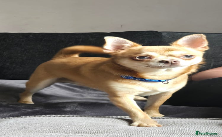 Chihuahua dogs - Advert 1