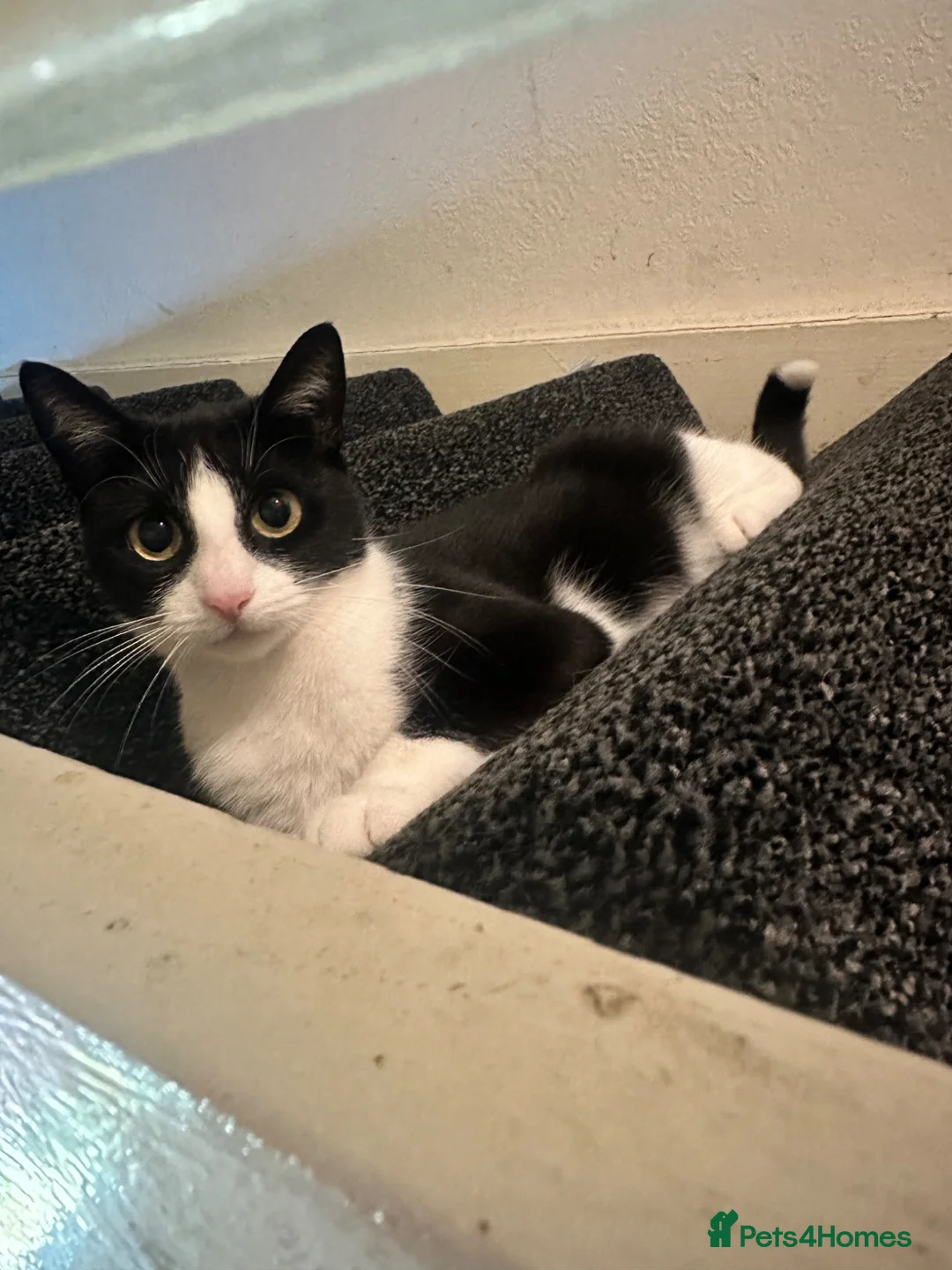 Mixed Breed cats for sale: 1 female cat for sale  - Advert 2