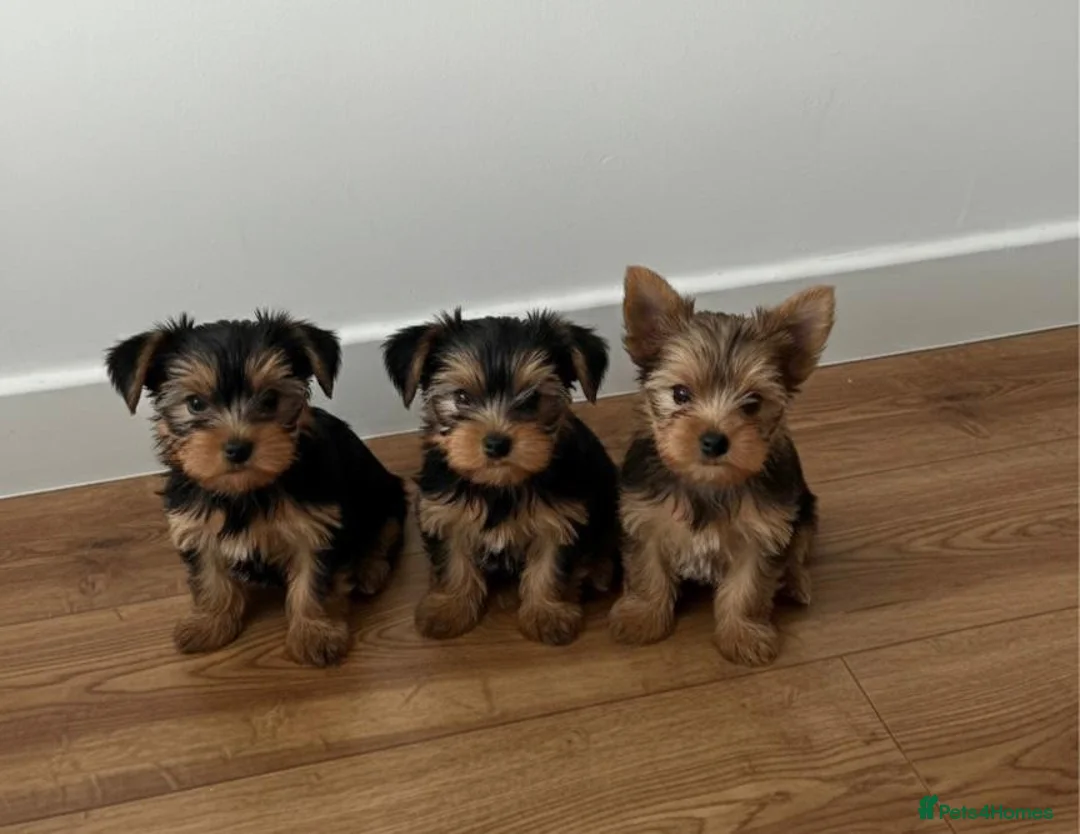 Yorkshire Terrier dogs for sale: Yorkshire Terrier Puppies  - Advert 7