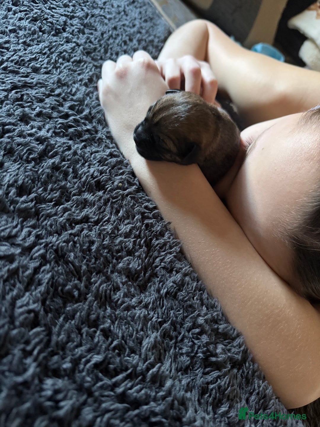 Border Terrier dogs for sale: Kc registered outstanding Border Terrier Pups  - Advert 9