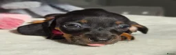 Miniature Dachshund dogs for sale: 🖤 Stunning Miniature Dachshunds 🖤 - Advert 12