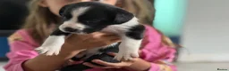 Mixed Breed dogs for sale: Springador puppies for sale.  - Advert 13