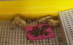 Quail poultry for sale: White Chinese Painted Quails chicks  - Image 1