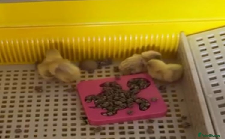 Quail poultry - Advert 2