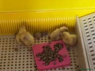 Quail poultry - Advert 7