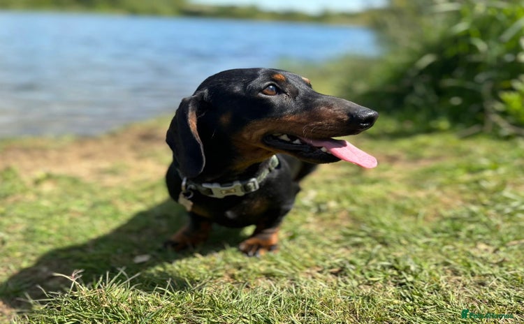 Miniature Dachshund dogs - Advert 1