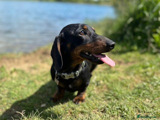 Miniature Dachshund dogs - Advert 1