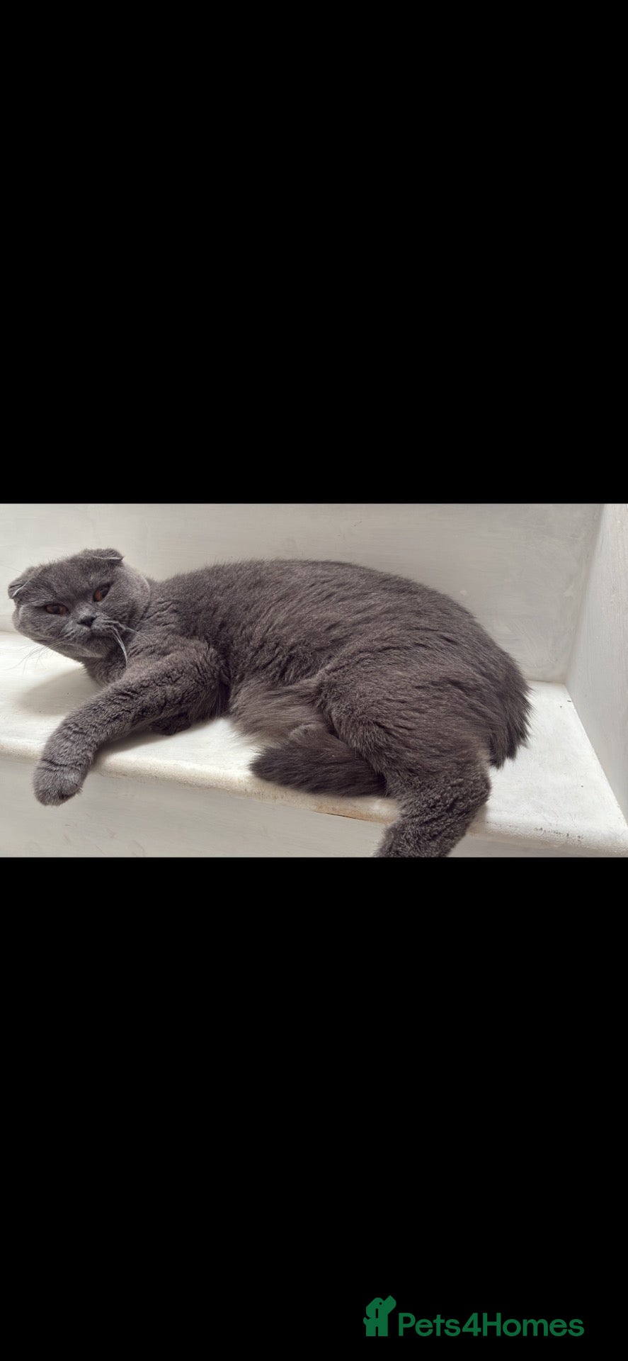 Scottish Fold cats Beautiful Scottish fold kittens - Advert 1