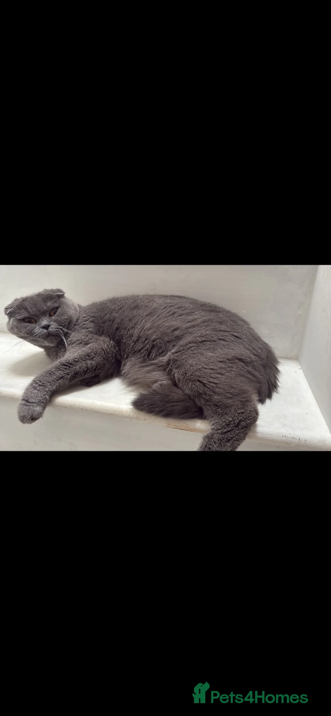 Scottish Fold cats for sale: Beautiful Scottish fold kittens - Advert 1