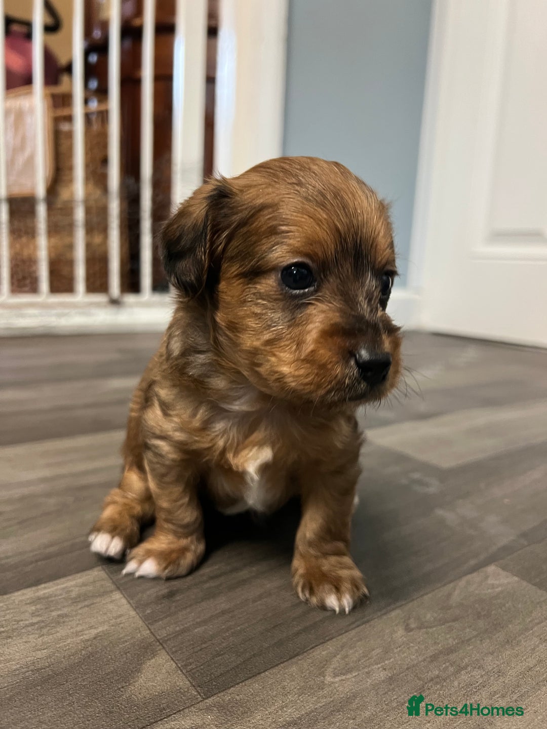 Jackapoo dogs for sale: Adorable Jackapoo puppies for sale !!!! - Image 24