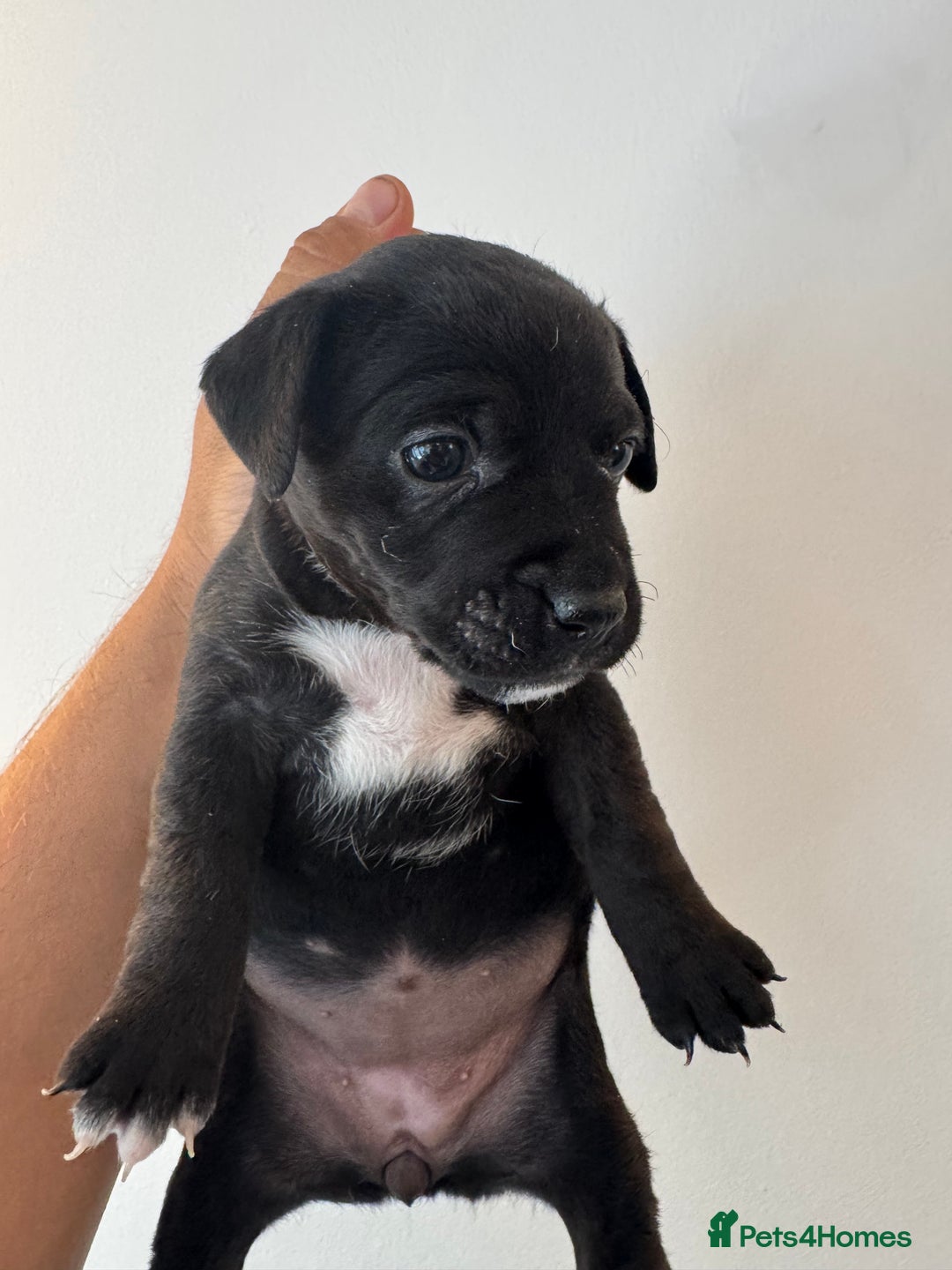 Mixed Breed dogs for sale: Terrier Puppies - Image 2