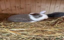 Mini Lop rabbits for sale: Mini lop bunny’s  - Image 5