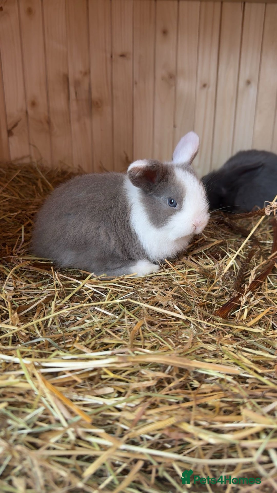 Mini Lop rabbits for sale: Mini lop bunny’s  - Image 5