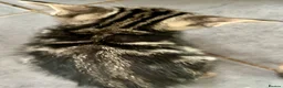 Bengal cats for sale: Soft Bengal X Kittens With Gold Glitter Gene - Advert 19