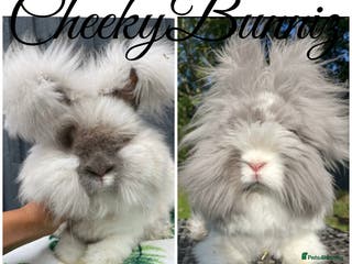 Angora rabbits English Angora 2026 Waiting List Now Open - Advert 5