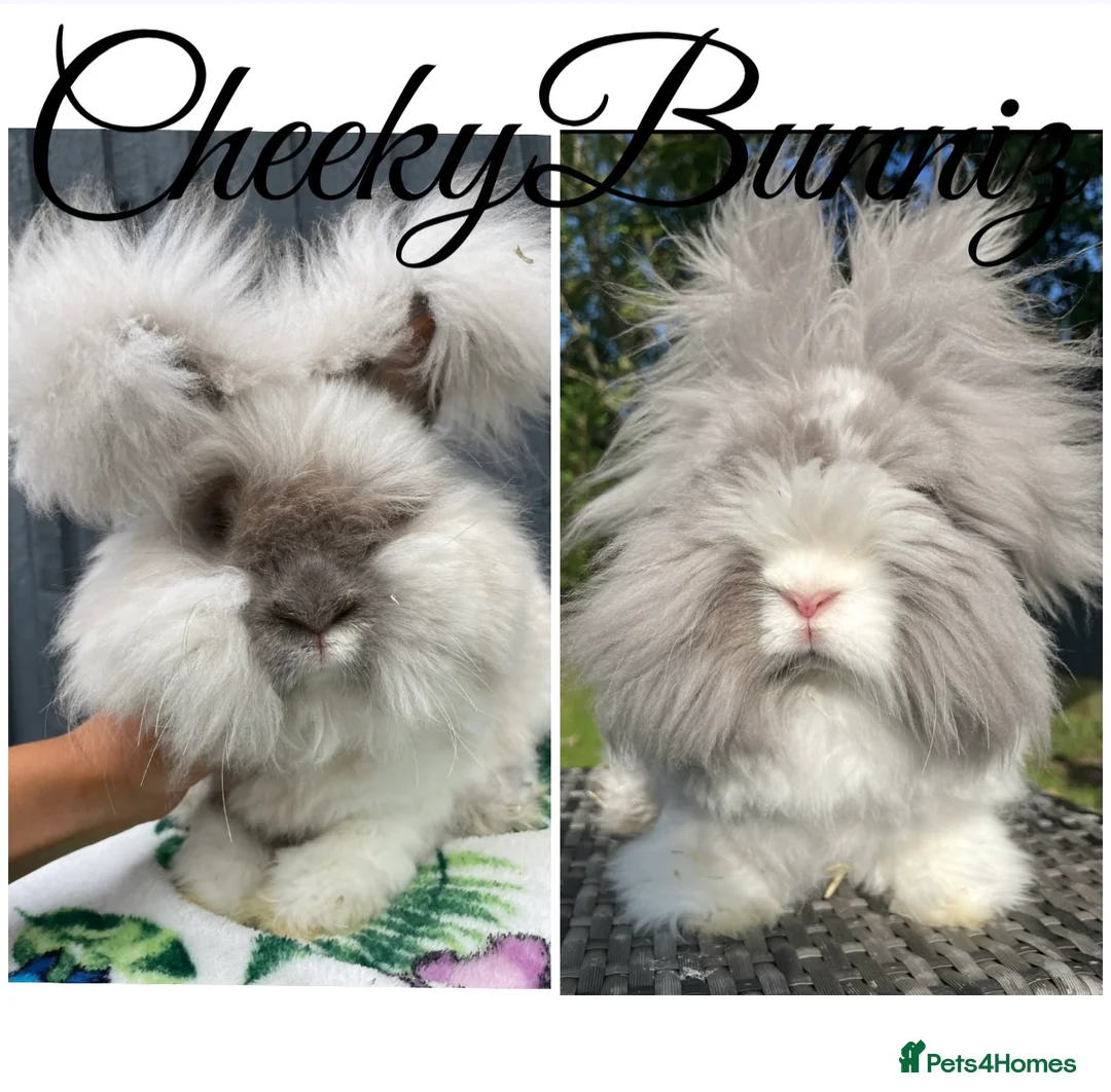 Angora rabbits for sale: English Angora 2026 Waiting List Now Open - Advert 2