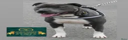 Staffordshire Bull Terrier dogs for sale: BEST OF THE BEST RARE STAFFORDSHIRE BULL TERRIERS - Advert 6