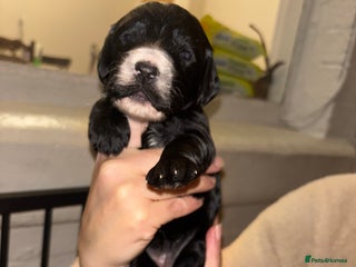 Cockapoo dogs Gorgeous F1 Cockapoos - Advert 4