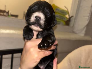 Cockapoo dogs Gorgeous F1 Cockapoos - Advert 12