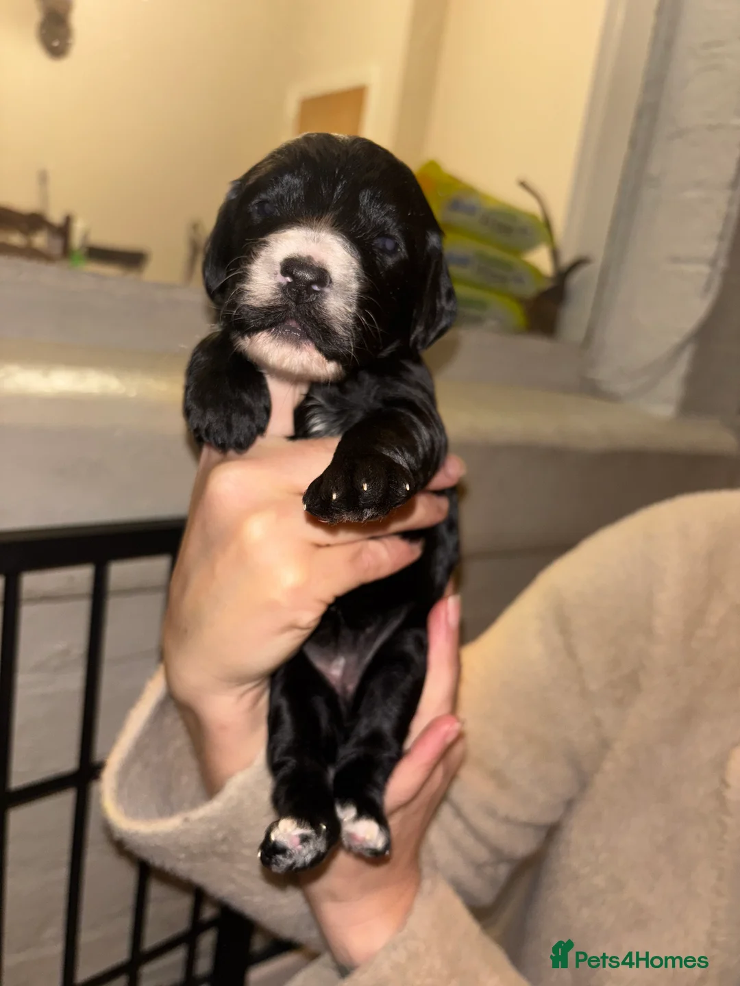 Cockapoo dogs for sale: Gorgeous F1 Cockapoos - Advert 1