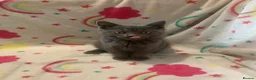 Scottish Fold cats for sale: Lovely & Energetic, Blue Scottish Straight Kitten! - Advert 8