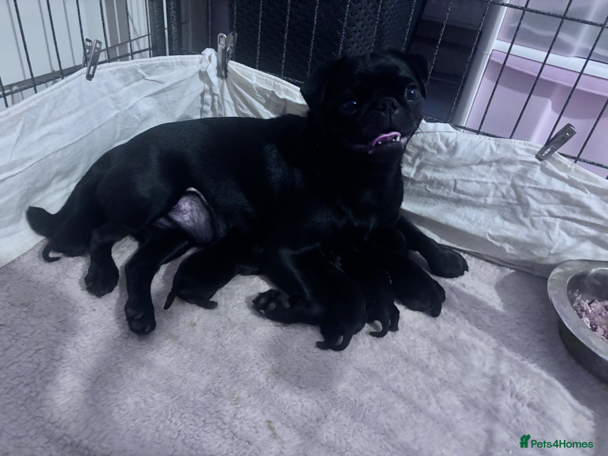 Pug dogs KC registered black pug puppies - Advert 2
