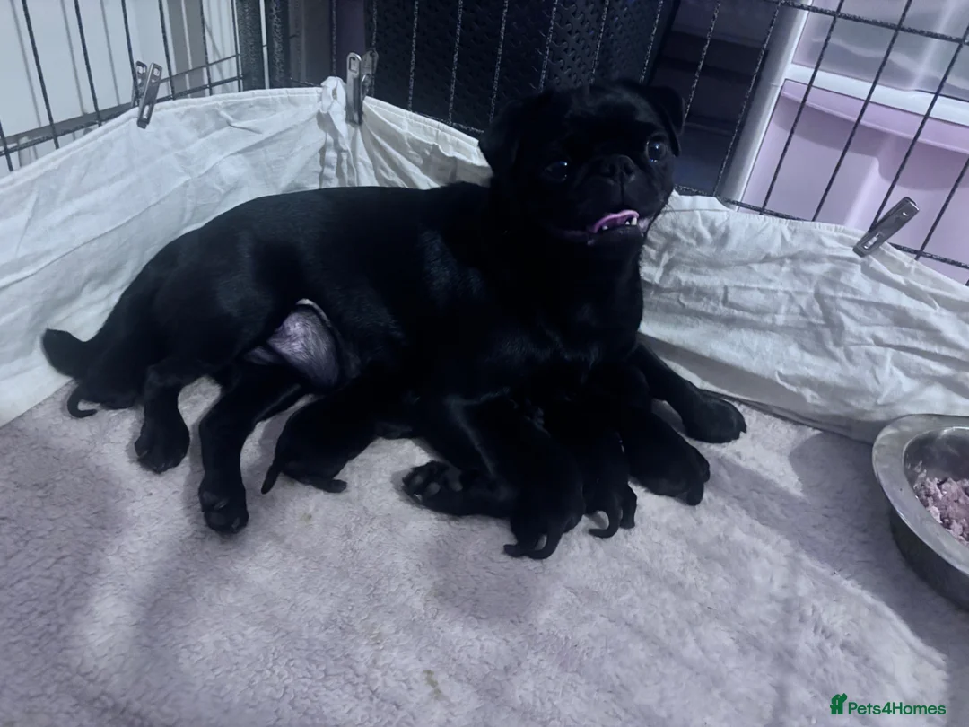 Pug dogs for sale: KC registered black pug puppies - Advert 2