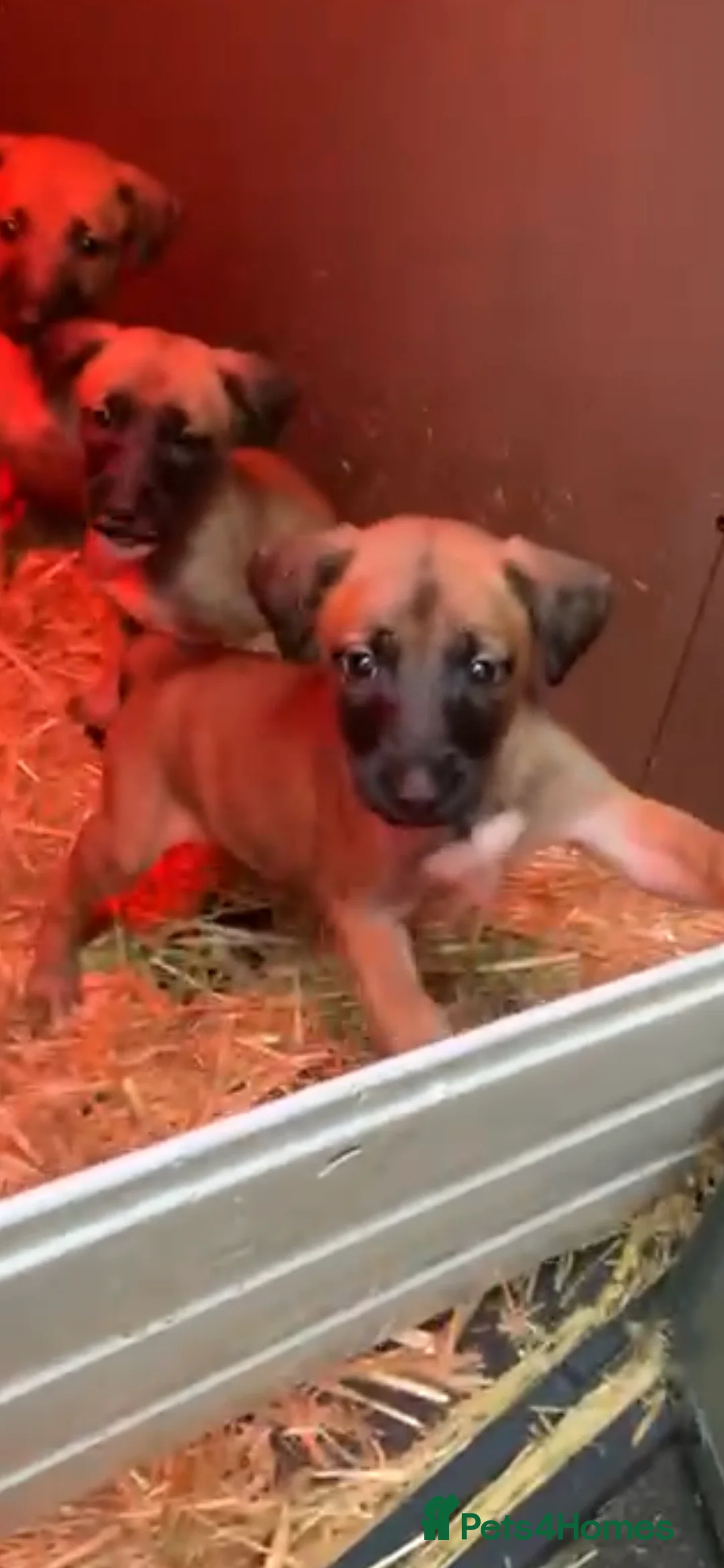 Belgian Shepherd Dog dogs for sale: Belgian malinois puppies  - Advert 1