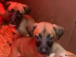 Belgian Shepherd Dog dogs Belgian malinois puppies - Advert 1