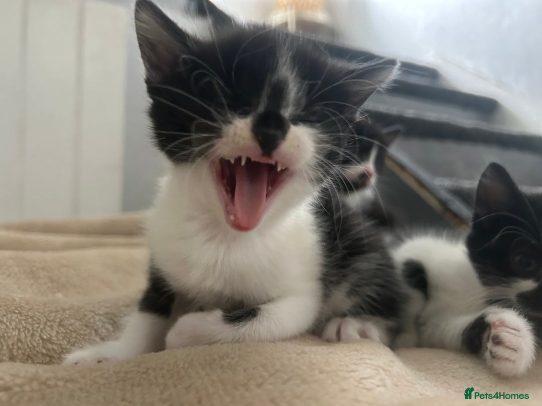 Mixed Breed cats for sale: Beautiful marking very fluffy  - Image 24