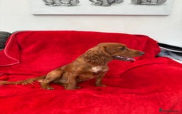 Cocker Spaniel dogs for sale: Working cocker spaniel puppies - Only 3x pups left - Image 16