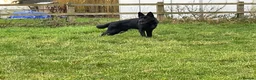 German Shepherd dogs for sale: Outstanding All Black Male  - Advert 19