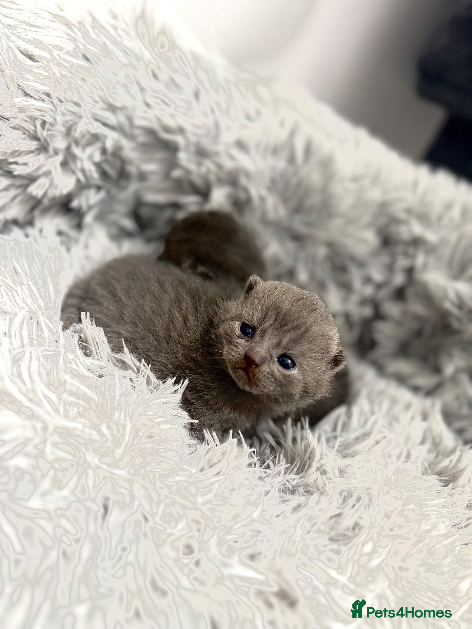 Scottish Fold cats Scottish Fold Blue Kittens  - Advert 1