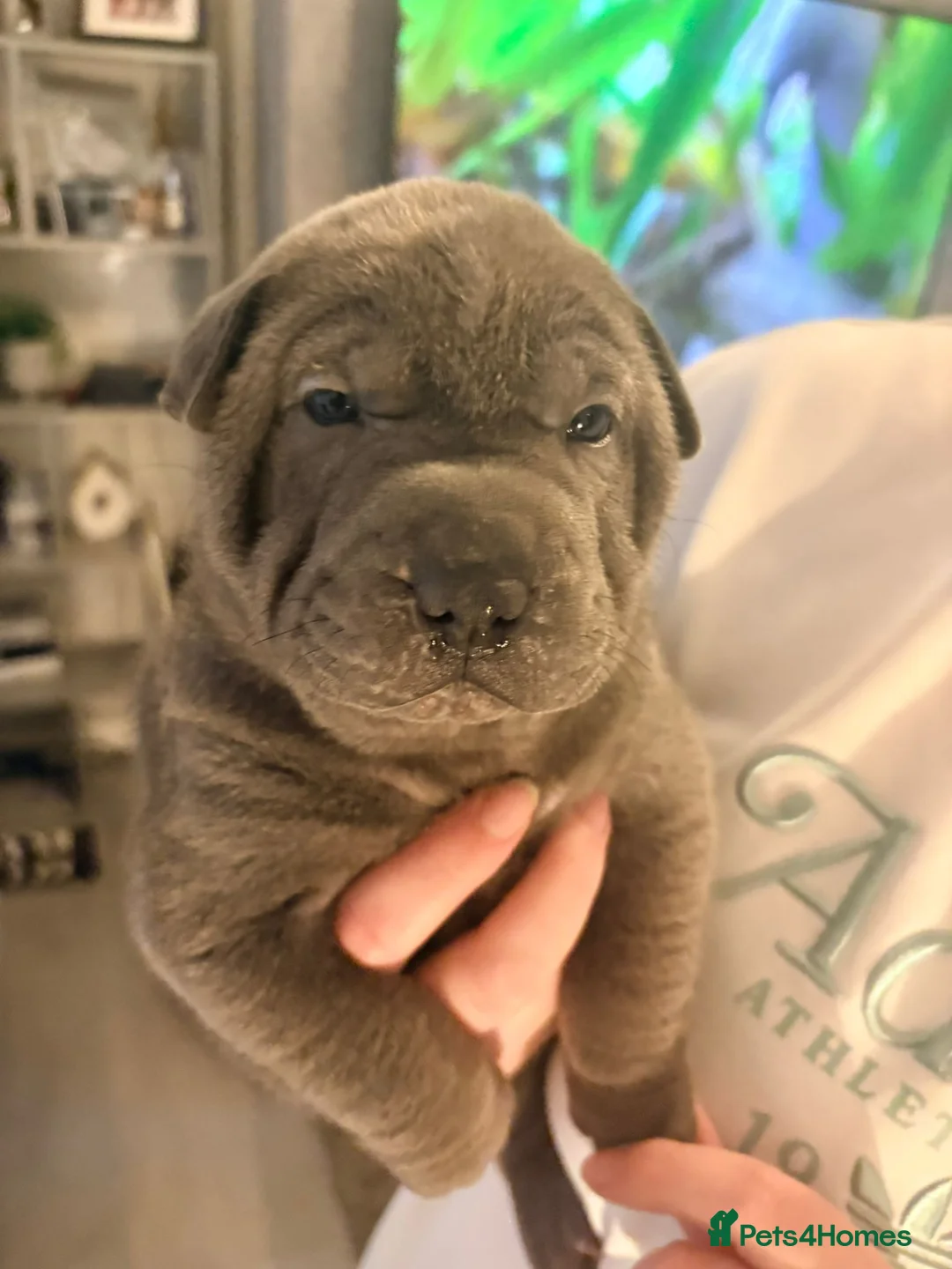 Shar Pei dogs for sale: Shar Pei Puppies looking for forever homes - Advert 32