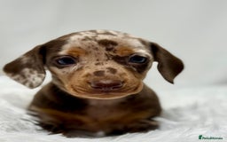 Miniature Dachshund dogs for sale: Stunning miniature dachshunds - Image 11